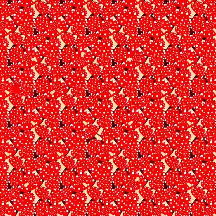 where is the octopus